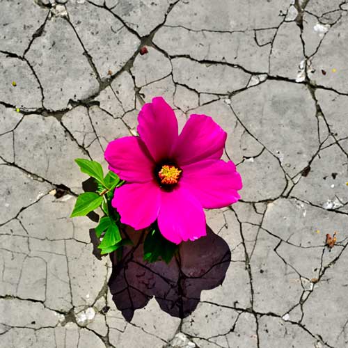 Illustration: Wolfram Lakaszus mit Photoshop AI Firefly